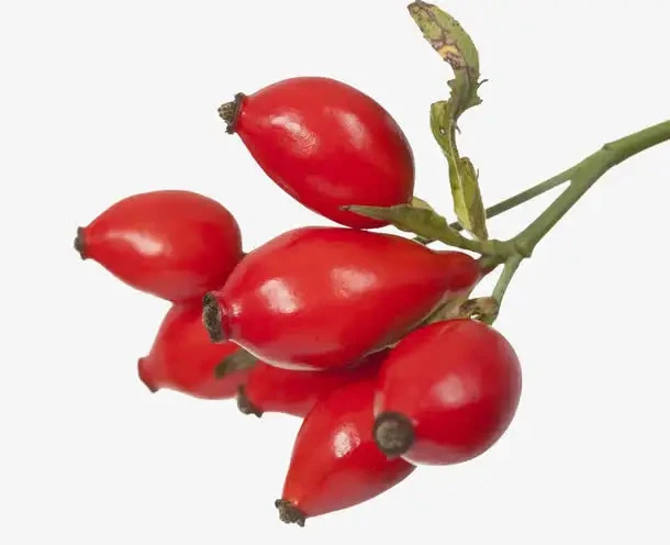 rosehip fruits rosehip fruits