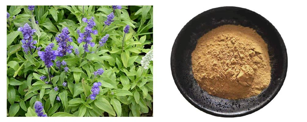 Salvia officinalis extract powder introduction