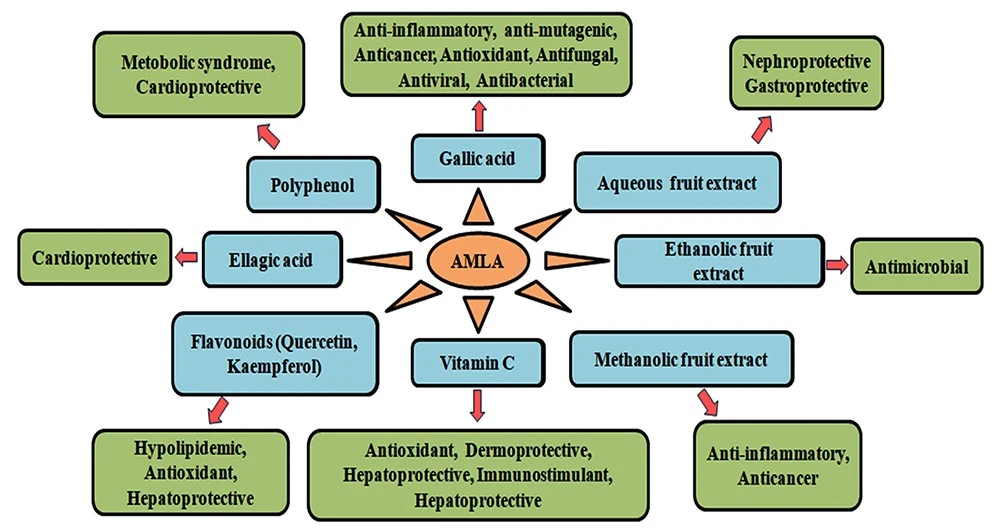 amla extract powder amla extract powder